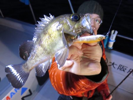 Chase(チェイス) 釣果