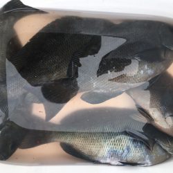 渡船屋たにぐち 釣果