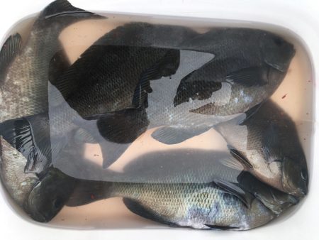 渡船屋たにぐち 釣果