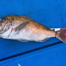 釣鯛洋 釣果