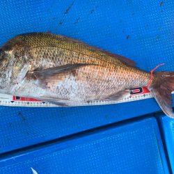 釣鯛洋 釣果