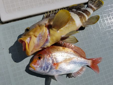 アマテラス 釣果