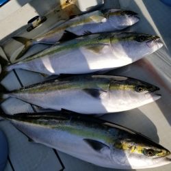 アマテラス 釣果