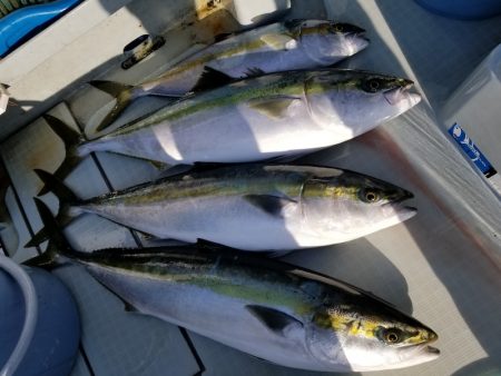 アマテラス 釣果