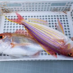 アマテラス 釣果