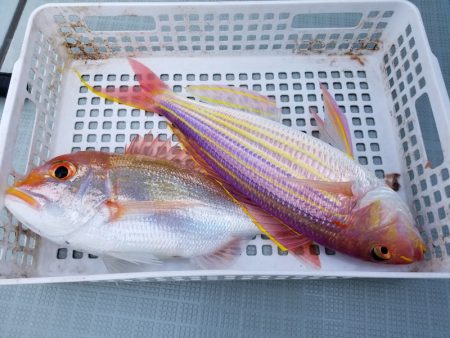 アマテラス 釣果