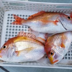 アマテラス 釣果