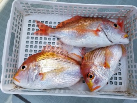 アマテラス 釣果