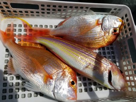 アマテラス 釣果