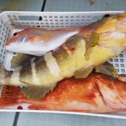 アマテラス 釣果