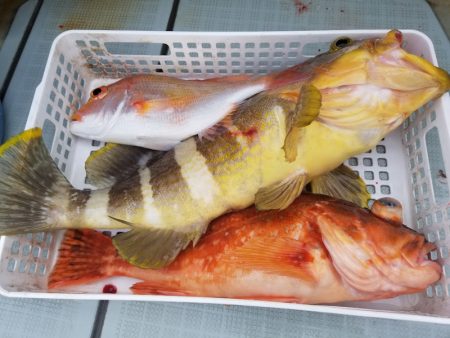 アマテラス 釣果