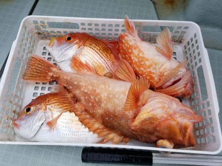 アマテラス 釣果