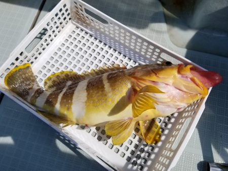 アマテラス 釣果