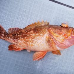 アマテラス 釣果