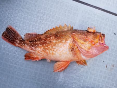 アマテラス 釣果