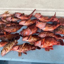 岡田釣船 八英丸 釣果