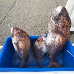 第二八坂丸 釣果