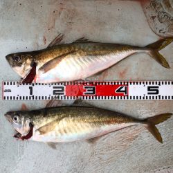 フィッシング キッタカ 釣果