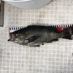 フィッシング キッタカ 釣果