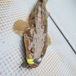 サンマリン 釣果