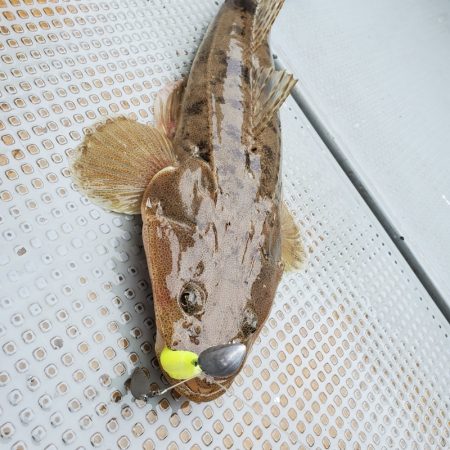 サンマリン 釣果