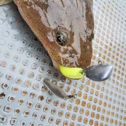 サンマリン 釣果