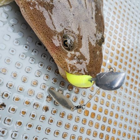 サンマリン 釣果