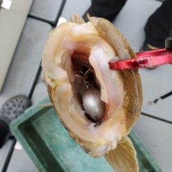 サンマリン 釣果