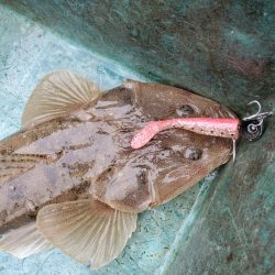 サンマリン 釣果