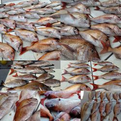 タイラバ遊漁船 ワンピース 釣果