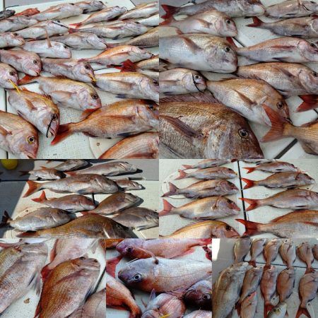 タイラバ遊漁船 ワンピース 釣果