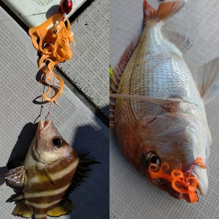 タイラバ遊漁船 ワンピース 釣果