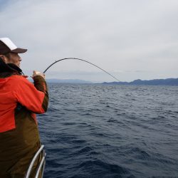 シーライオン 釣果