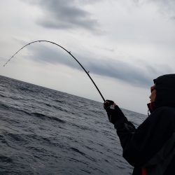 シーライオン 釣果