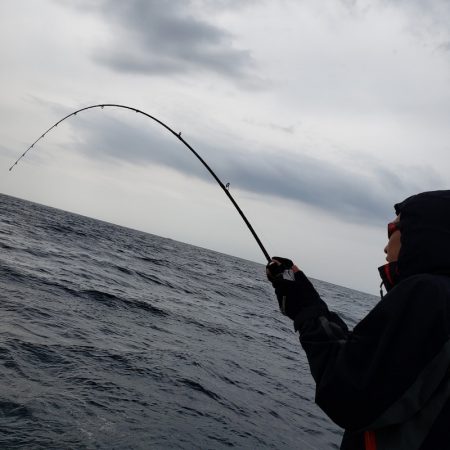 シーライオン 釣果