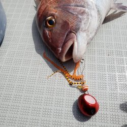 シーライオン 釣果