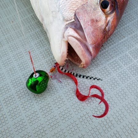 シーライオン 釣果