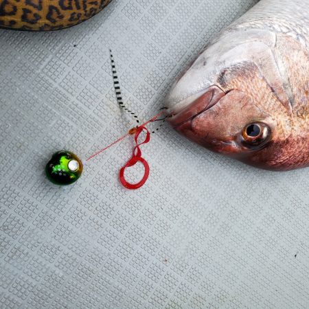 シーライオン 釣果