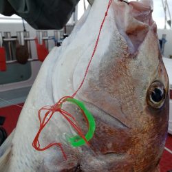 シーライオン 釣果