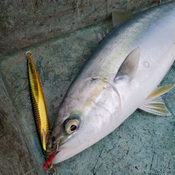 サンマリン 釣果