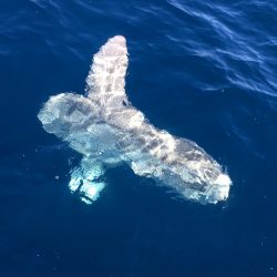 渡船屋たにぐち 釣果