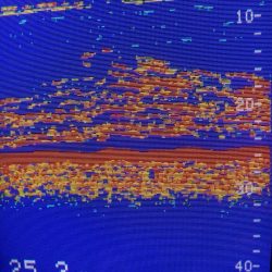 あみや渡船 JIGBOY 釣果
