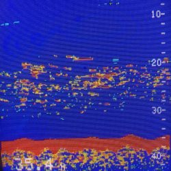あみや渡船 JIGBOY 釣果