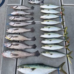 SeaRide(シーライド) 釣果