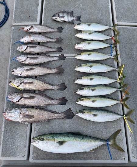 SeaRide(シーライド) 釣果