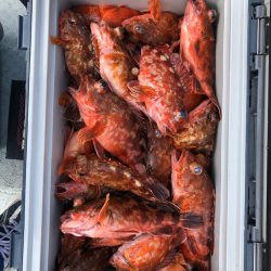 フィッシング キッタカ 釣果