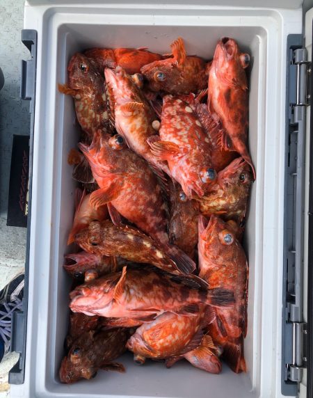 フィッシング キッタカ 釣果