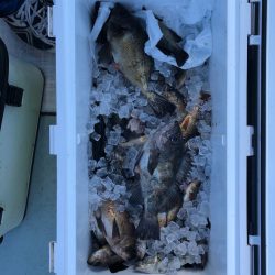 フィッシング キッタカ 釣果