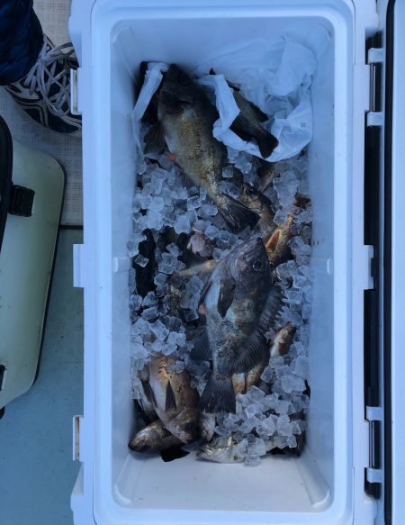 フィッシング キッタカ 釣果