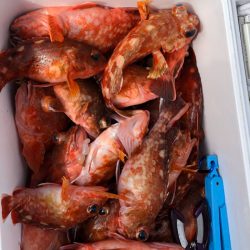 フィッシング キッタカ 釣果